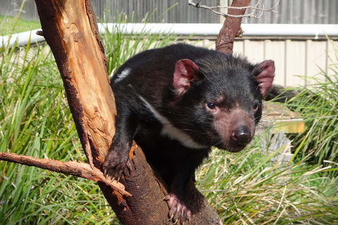 Tasmania 6 Day 'Tour In Circle' - Find Attractions 1