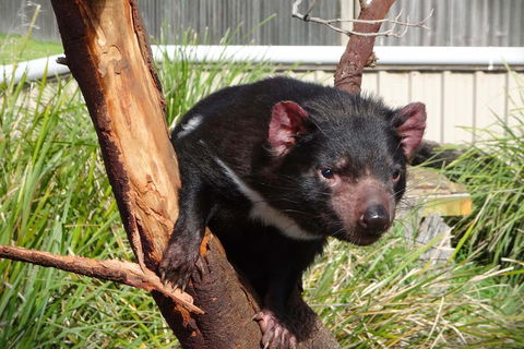 Tasmania 4 Day East Coast + Launceston - Find Attractions 2