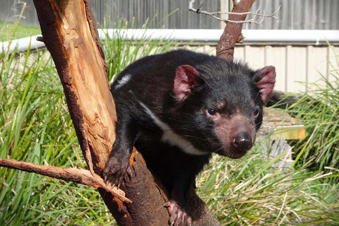 6-Day Tasmania Small-Group Guided Tour With Gourmet Food - Find Attractions 1