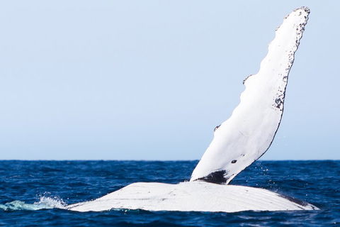 2-Hour Guided Whale Watching Tour At Noosa - Find Attractions 0