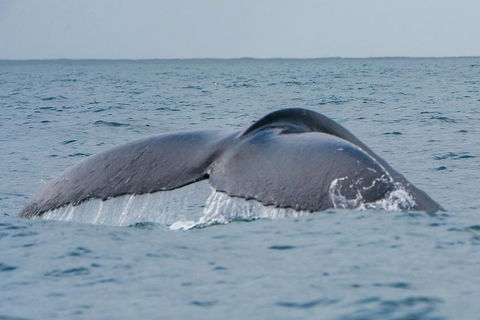 2-Hour Guided Whale Watching Tour At Noosa - Find Attractions 1
