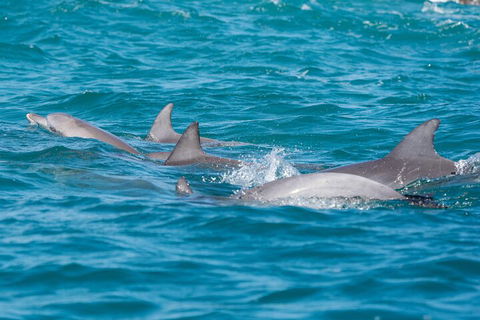 2-Hour Guided Whale Watching Tour At Noosa - Find Attractions 2