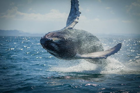 2-Hour Guided Whale Watching Tour At Noosa - Find Attractions 3