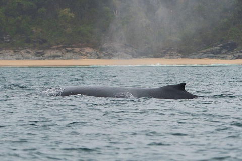 2-Hour Guided Whale Watching Tour At Noosa - Find Attractions 5