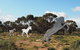 Wave Rock, Wild Flowers And Astro Photography - thumb 5