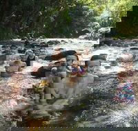 Daintree Rainforest Cape Tribulation Mossman Gorge Small-Group Day Tour - Find Attractions
