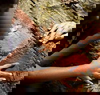 Ngana Julaymba Dungay - Full Day - Find Attractions