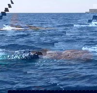 Noosa Whale Watching - Find Attractions