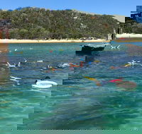 All Inclusive Dolphin and Tangalooma Wrecks Cruise - Find Attractions