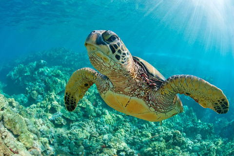 All Inclusive Tangalooma Wrecks Cruise Tour From Gold Coast - Find Attractions 4