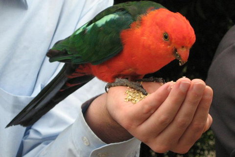 O'Reilly's & Lamington National Park From Brisbane - Find Attractions 1