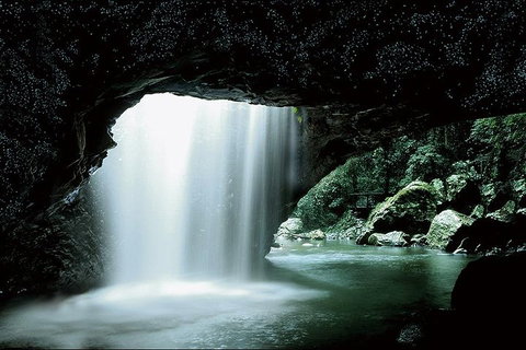 Natural Bridge Glow Worm Night Tour From Gold Coast - Find Attractions 0