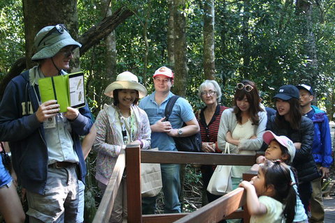 Natural Bridge Glow Worm Night Tour From Gold Coast - Find Attractions 4