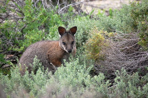 Pink Lake + Abrolhos Islands Nature Tour - Find Attractions 1