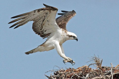 Pink Lake + Abrolhos Islands Nature Tour - Find Attractions 3