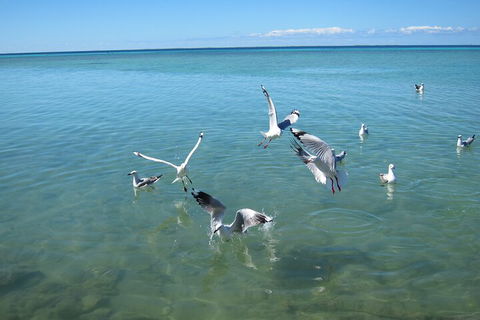 Pink Lake + Abrolhos Islands Nature Tour - Find Attractions 5