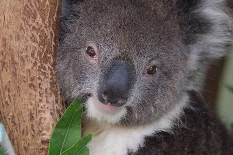 All Inclusive Blue Mountains Small-Group Day Trip From Sydney - Find Attractions 1