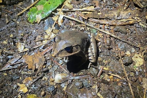 Evening Rainforest & Glow Worm Experience - Find Attractions 1