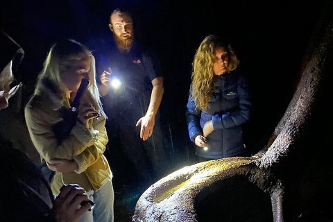Evening Rainforest & Glow Worm Experience - Find Attractions 2