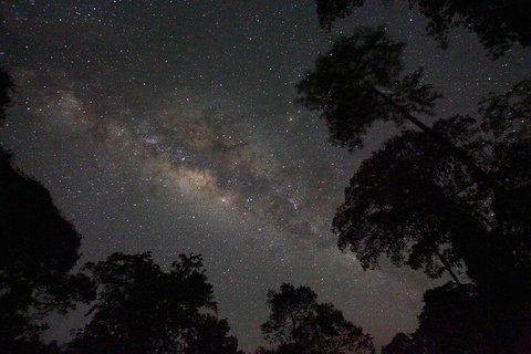 Evening Rainforest & Glow Worm Experience - Find Attractions 4