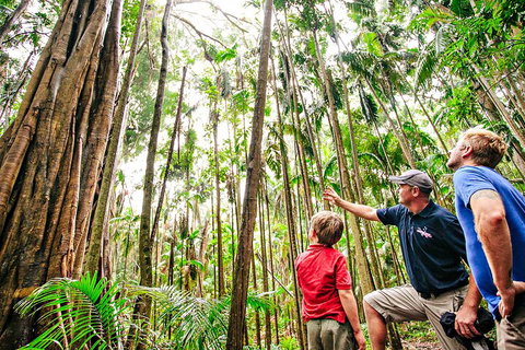 Natural Bridge & Springbrook Waterfalls Tour + Hot Air Balloon With Breakfast - Find Attractions 5