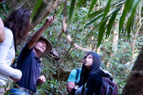 Natural Bridge & Springbrook Waterfalls Tour - Find Attractions 4