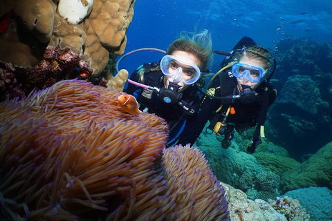 Quicksilver Dive 4 Day PADI Learn To Dive Course - Find Attractions 4