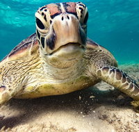 Sail Snorkel SUP  Kayak Charter Whitsundays - Find Attractions