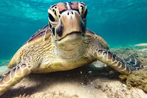 Sail, Snorkel, SUP & Kayak Charter Whitsundays - Find Attractions 0