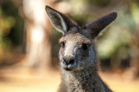 Port Arthur And Tassie Devils Active Day Tour From Hobart - Find Attractions 2