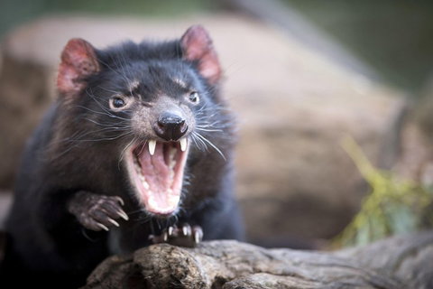Port Arthur And Tassie Devils Active Day Tour From Hobart - Find Attractions 3