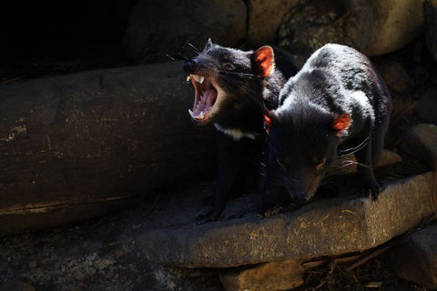 Port Arthur And Tassie Devils Active Day Tour From Hobart - Find Attractions 4