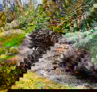 Cradle Mountain National Park Day Tour from Launceston - Find Attractions