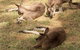 Bonorong Wildlife Park And Richmond Afternoon Tour From Hobart - thumb 3