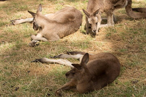 Bonorong Wildlife Park And Richmond Afternoon Tour From Hobart - Find Attractions 3