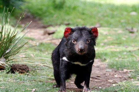 Bonorong Wildlife Park And Richmond Afternoon Tour From Hobart - Find Attractions 4