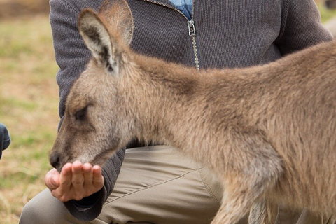 Bonorong Wildlife Park And Richmond Afternoon Tour From Hobart - Find Attractions 5