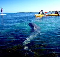 Penguin and Seal Islands Sea Kayaking Experience - Find Attractions