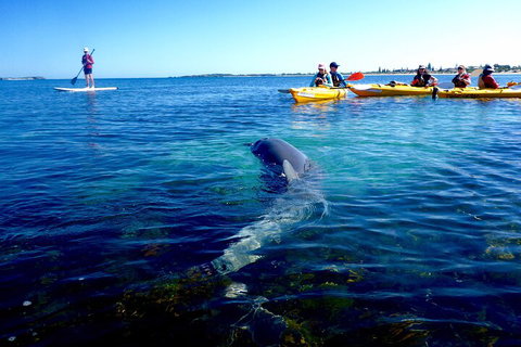 Penguin And Seal Islands Sea Kayaking Experience - Find Attractions 0