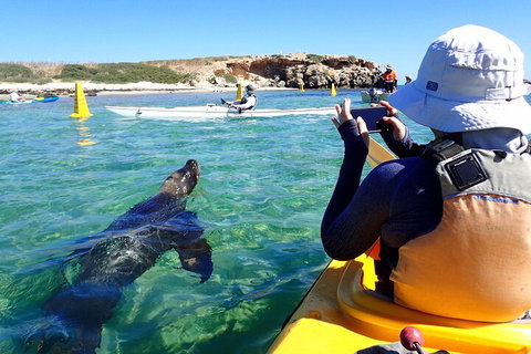 Penguin And Seal Islands Sea Kayaking Experience - Find Attractions 2