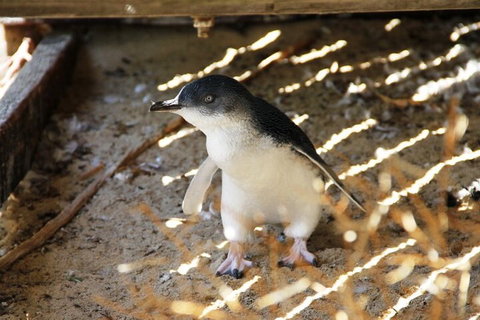Penguin And Seal Islands Sea Kayaking Experience - Find Attractions 3