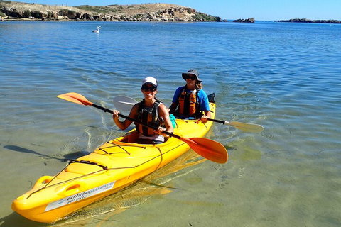Penguin And Seal Islands Sea Kayaking Experience - Find Attractions 5