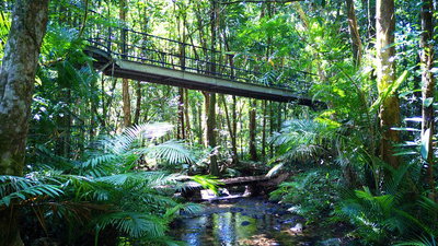 Double Pack-Ancient Rainforest and Waterfalls