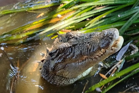 Litchfield Park Adventures And Jumping Crocodile Cruise + Butterfly Farm - Find Attractions 4
