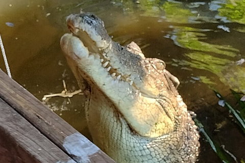 Litchfield Park Adventures And Jumping Crocodile Cruise + Butterfly Farm - Find Attractions 5