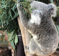 Private Blue Mountains and Wildlife Park Tour from Sydney with Barbecue Lunch - Find Attractions