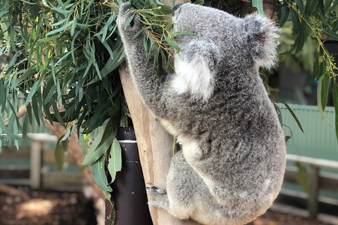 Private Blue Mountains And Wildlife Park Tour From Sydney With Barbecue Lunch - Find Attractions 0