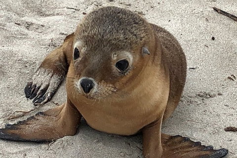 Kangaroo Island Scenic Trail Tour - Find Attractions 0