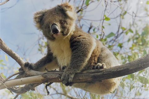 Kangaroo Island Scenic Trail Tour - Find Attractions 2