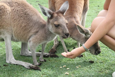 Pinnacles Desert, Koalas And Sandboarding 4WD Day Tour From Perth - Find Attractions 1